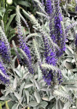 VERONICA incana